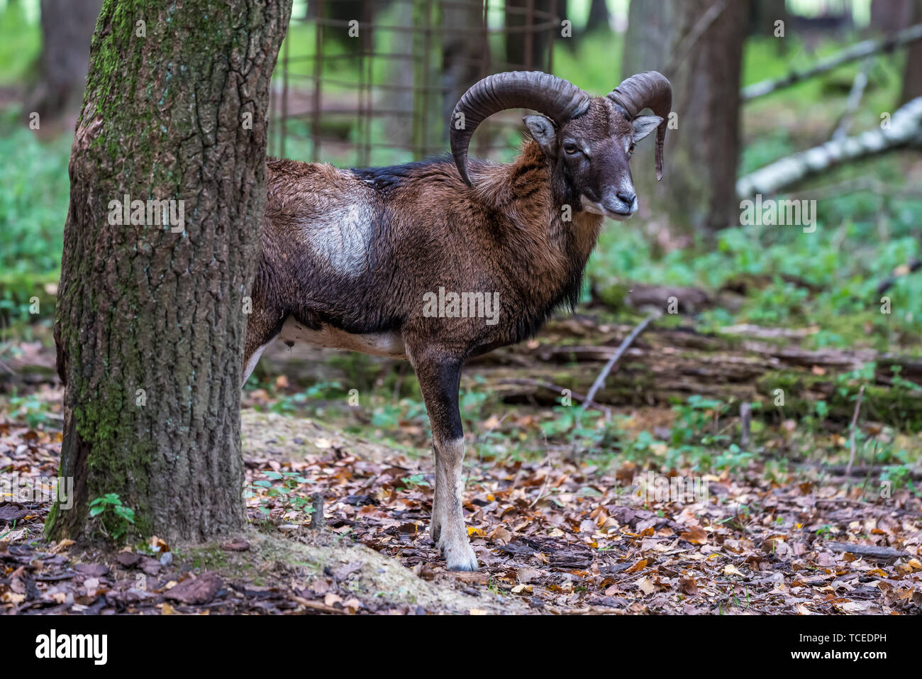 Das europäische Mufflon, Ovis orientalis Musimon ist die westlichste und kleinste Unterart des Mufflons. Stockfoto