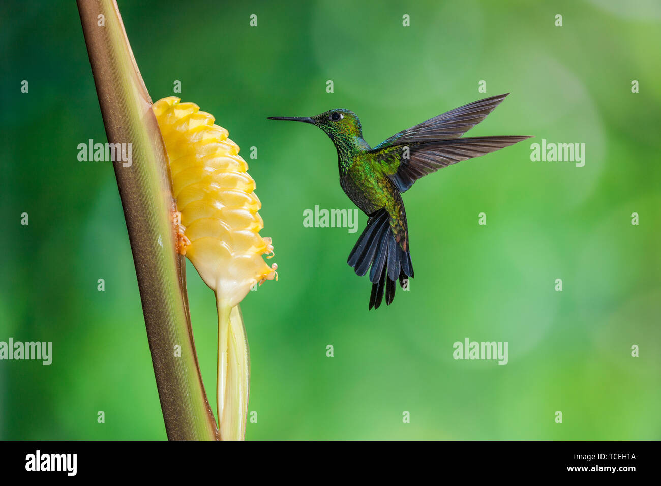 Ein männlicher Grün - gekrönte Brillante Kolibri, Heliodoxa jacula, Feeds auf dem Nektar von einer tropischen Klapperschlange Werk in Costa Rica. Stockfoto