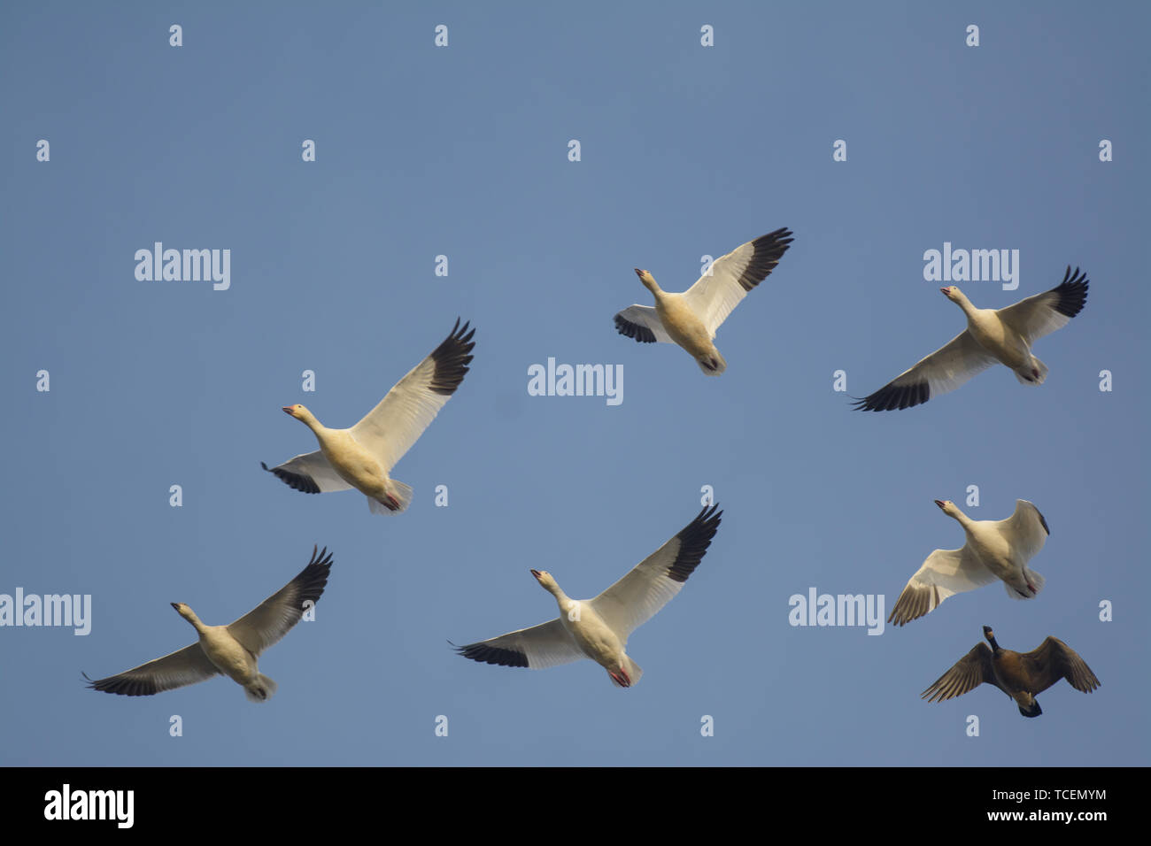 Eine kleine Herde von Schnee Gänse fliegen durch. Stockfoto