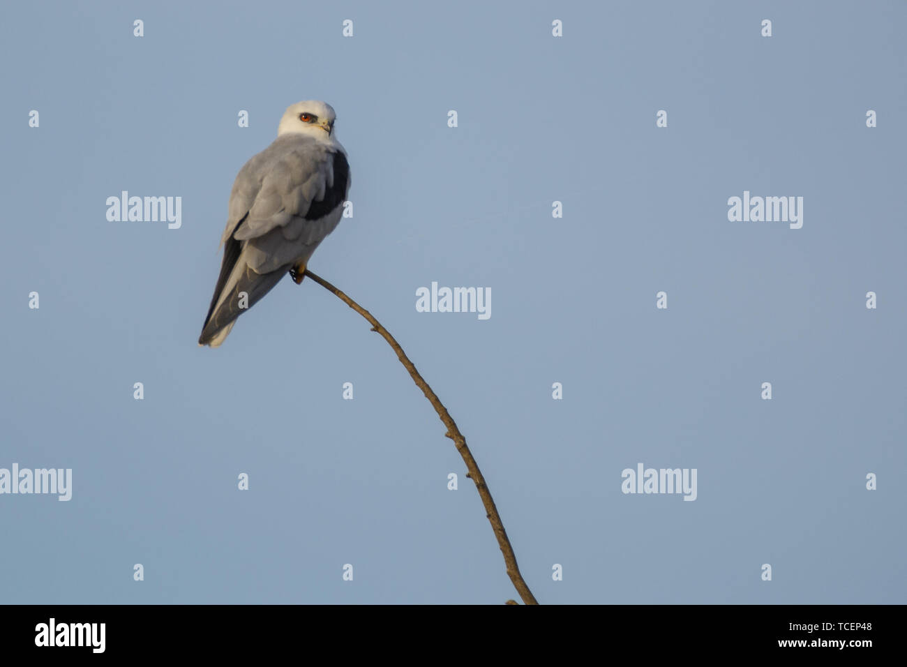 Eine white tailed Kite ruht auf einer Extremität. Stockfoto