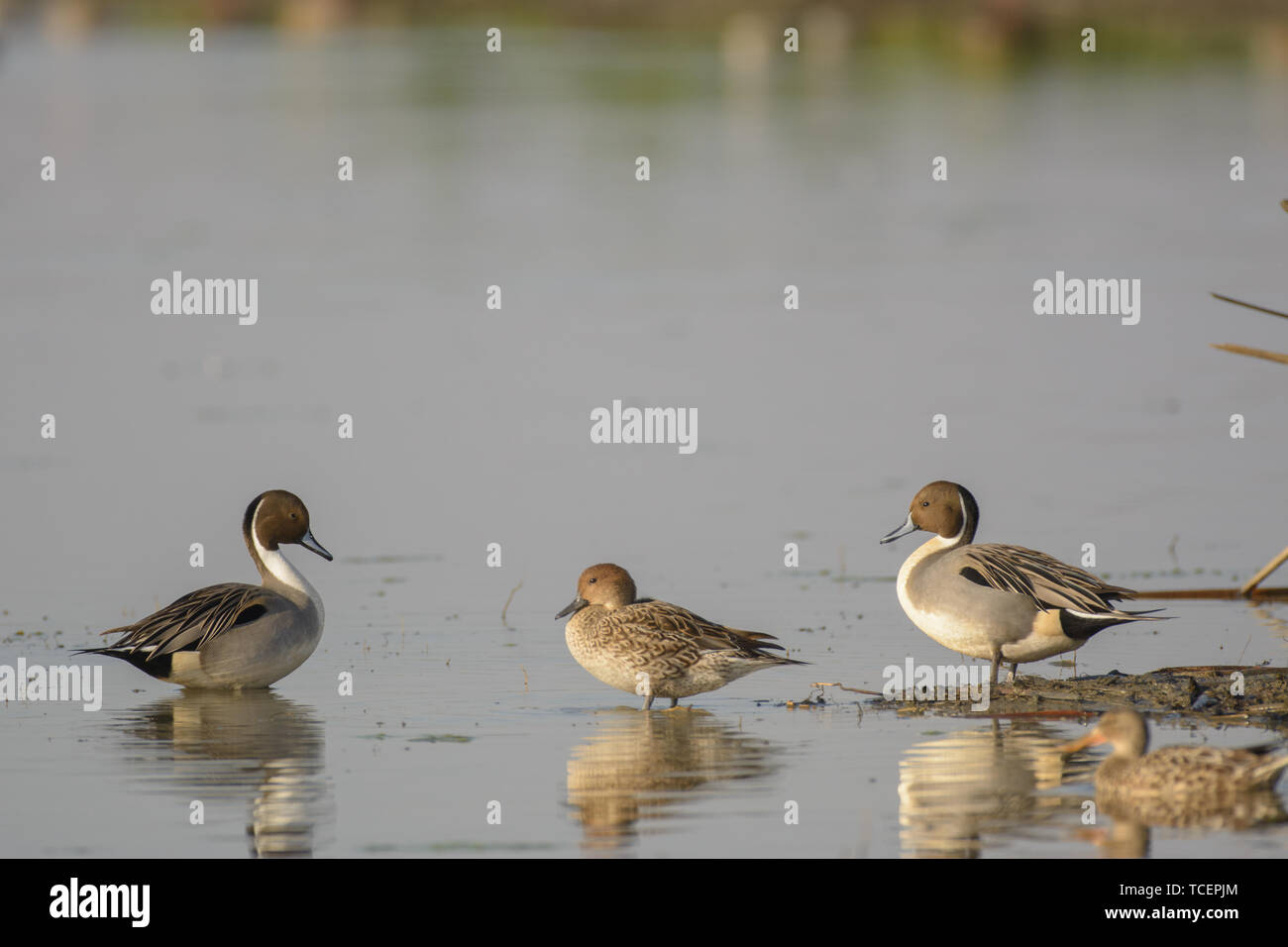 Männliche und weibliche Pintail duks. Stockfoto
