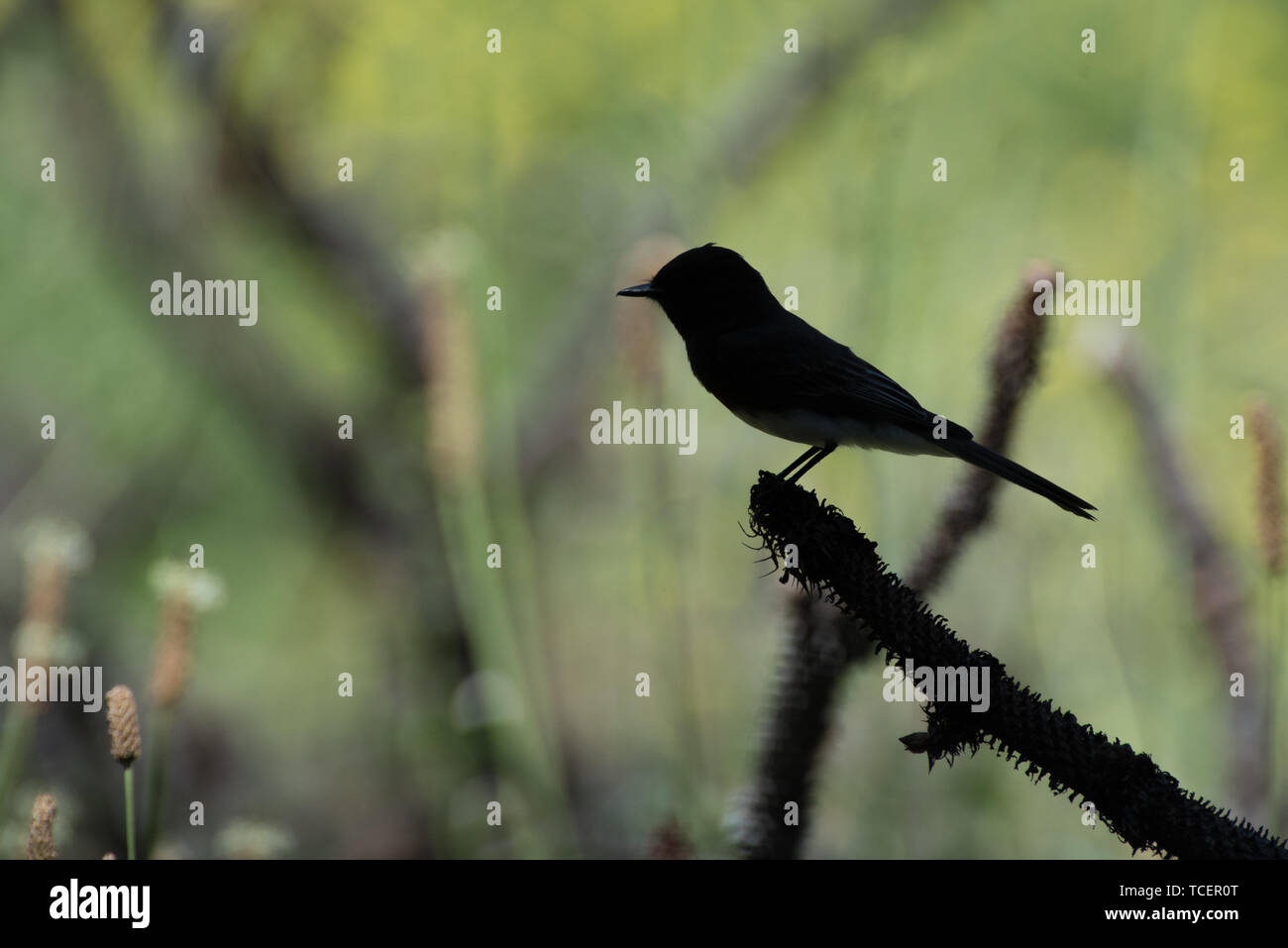 Kleiner Vogel Silhouette Stockfoto