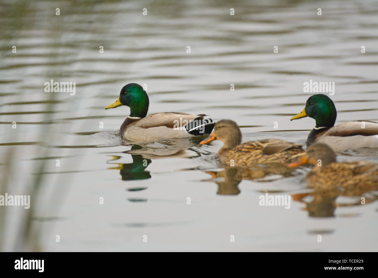 Mallard Enten schwimmen Stockfoto