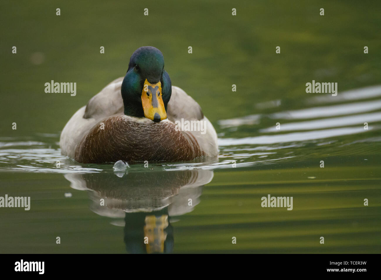 Männliche Stockente mit dunklen grünen Kopf und braunen Kasten mit grauen und gelben Schnabel schwimmen im Wasser und Welligkeit auf unscharfen Hintergrund Stockfoto