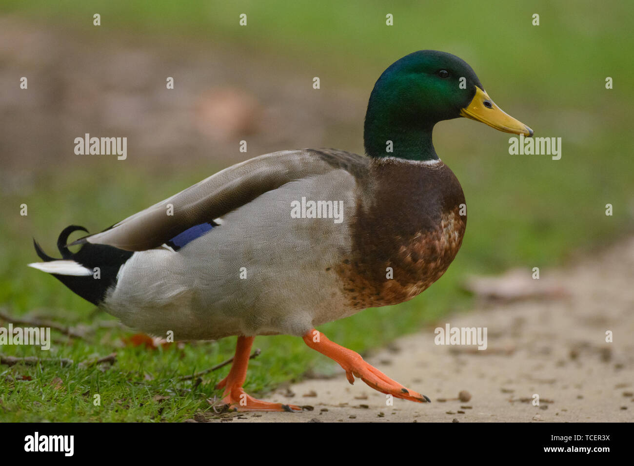 Male duck -Fotos und -Bildmaterial in hoher Auflösung – Alamy