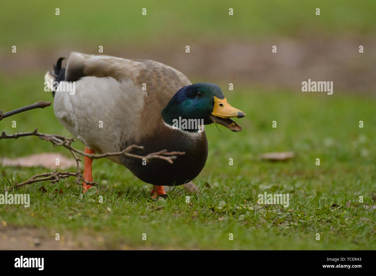 Männliche Ente mit dunklen grünen Kopf und braunen Kasten mit grauen und gelben Schnabel mit orange Beine Essen in der Nähe von trockenen Zweig auf unscharfen Hintergrund Stockfoto