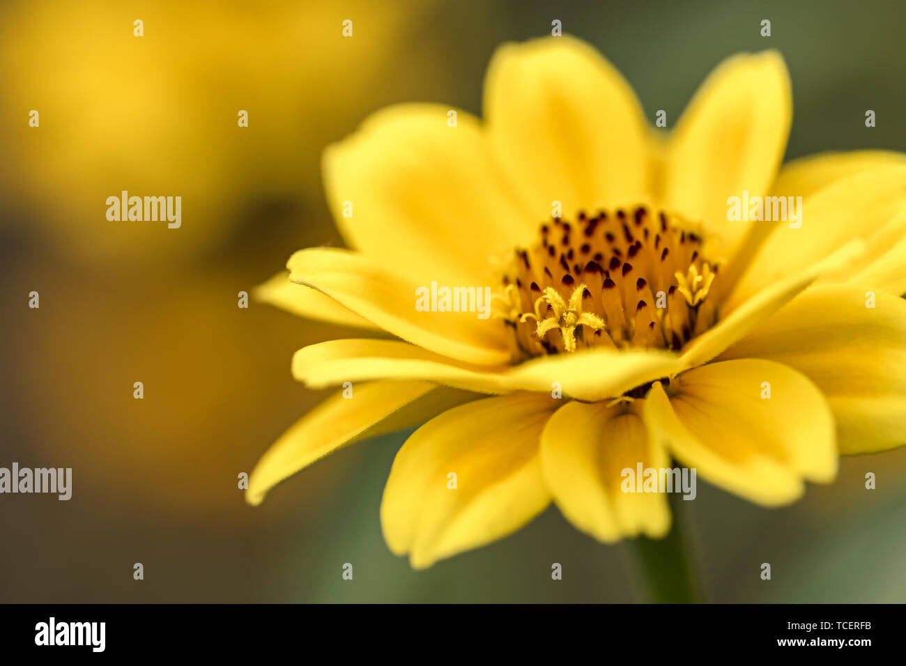 Gelbe aster Blume blühen im Frühjahr. schöne Blume Makro anzeigen Stockfoto