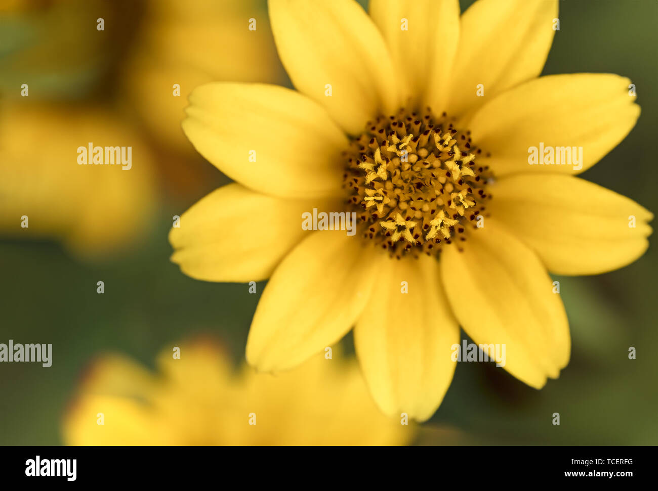 Closeup Bild von leuchtend gelb blühenden aster Blume auf unscharfen Hintergrund Stockfoto