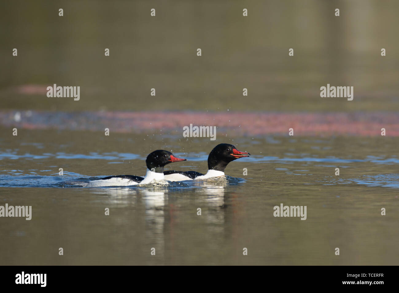 Seitenansicht des Europäischen oyster Catcher driften im See winken mit Blau und Rosa Sonnenlicht auf glatten Wasseroberfläche Stockfoto