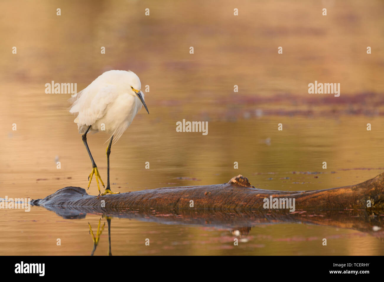 Schöner egret Bewegen auf trockenen driften Anmelden River auf unscharfen Hintergrund Stockfoto