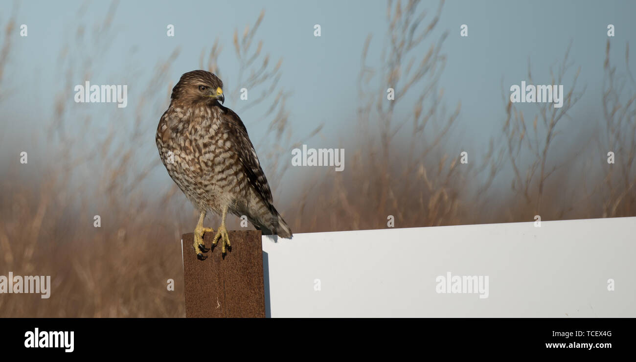 Große braune Hawk hocken auf Metall Säule der White Board auf dem Hintergrund der kahlen Bäumen und blauer Himmel Stockfoto