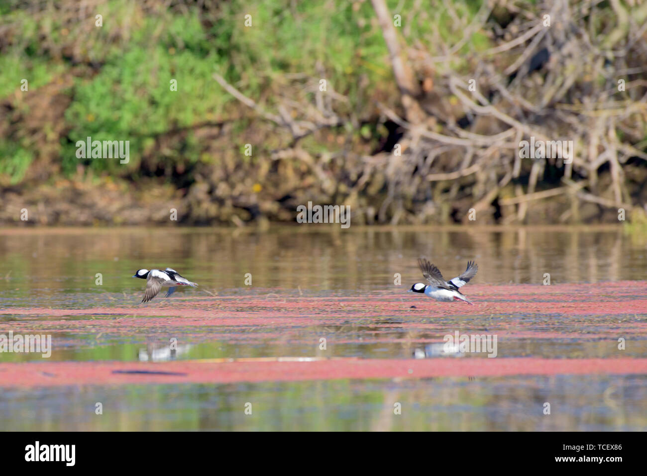 Zwei Enten zusammen hochfliegende über verschmutzte Oberfläche des Sees, nicht weit vom Ufer aus Stockfoto