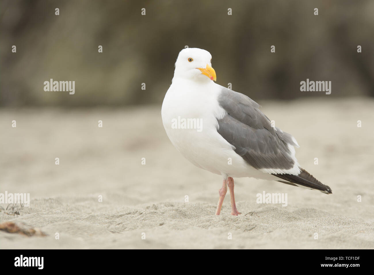 Schöne Möwe mit weissem Gefieder und Grauen Flügeln auf Sand Stockfoto