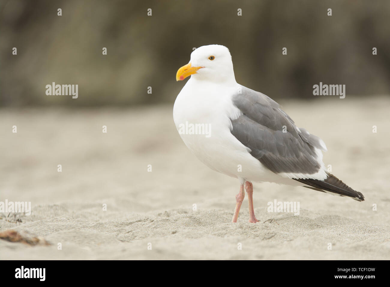 Einzelne schöne Möwe mit weißen und grauen Flügeln stehend auf Sand Strand Stockfoto