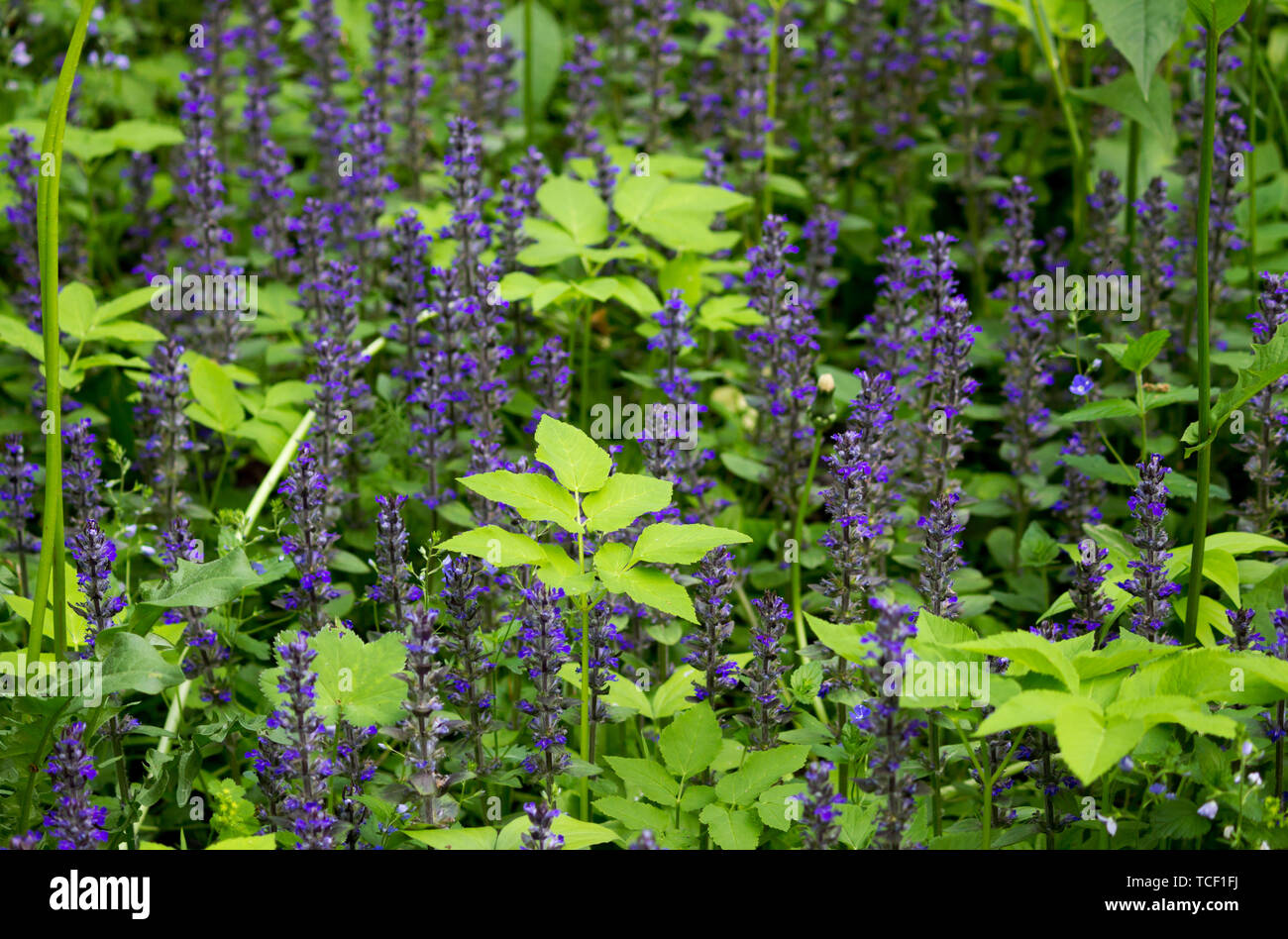 Dickichte des blauen Blüten aus der Familie der Lippenblütler Lamiaceae