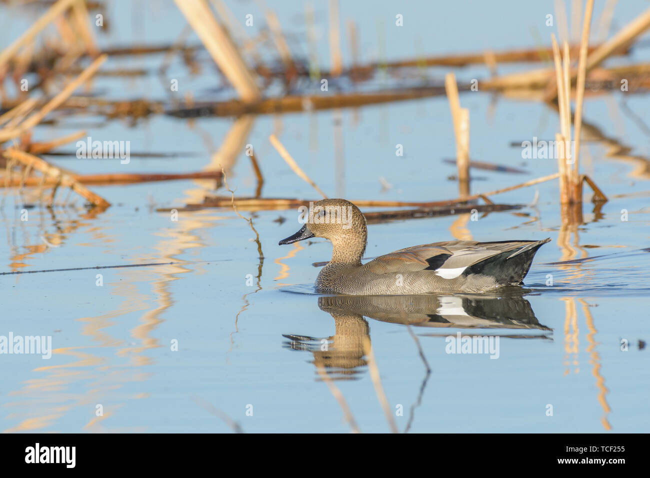 Seitenansicht des einzigen Wildente mit graue Gefieder schwimmen in Marsh Wasser Stockfoto