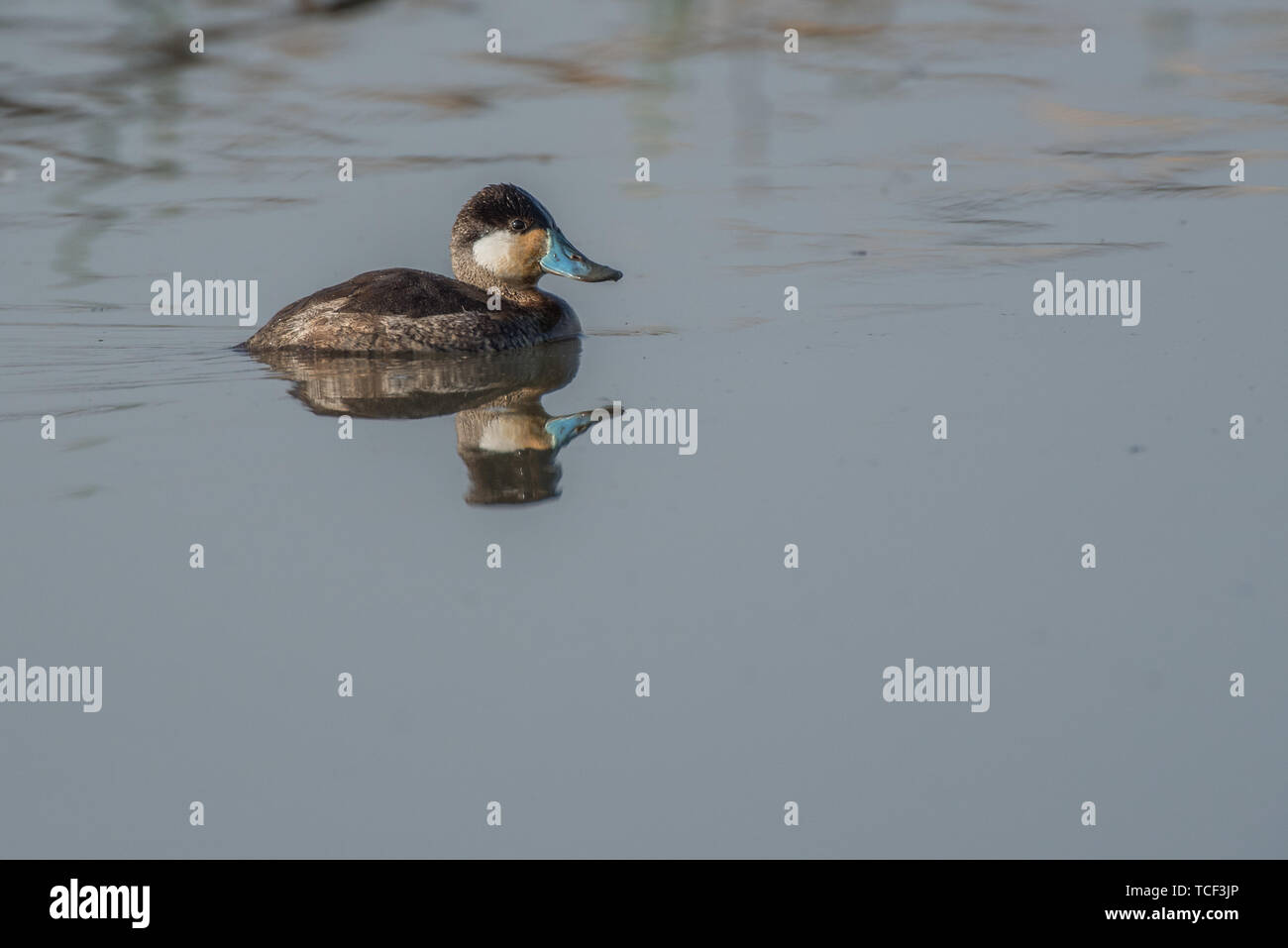 Seitenansicht des einzigen schönen blauen-billed Duck floating in Wasser Stockfoto