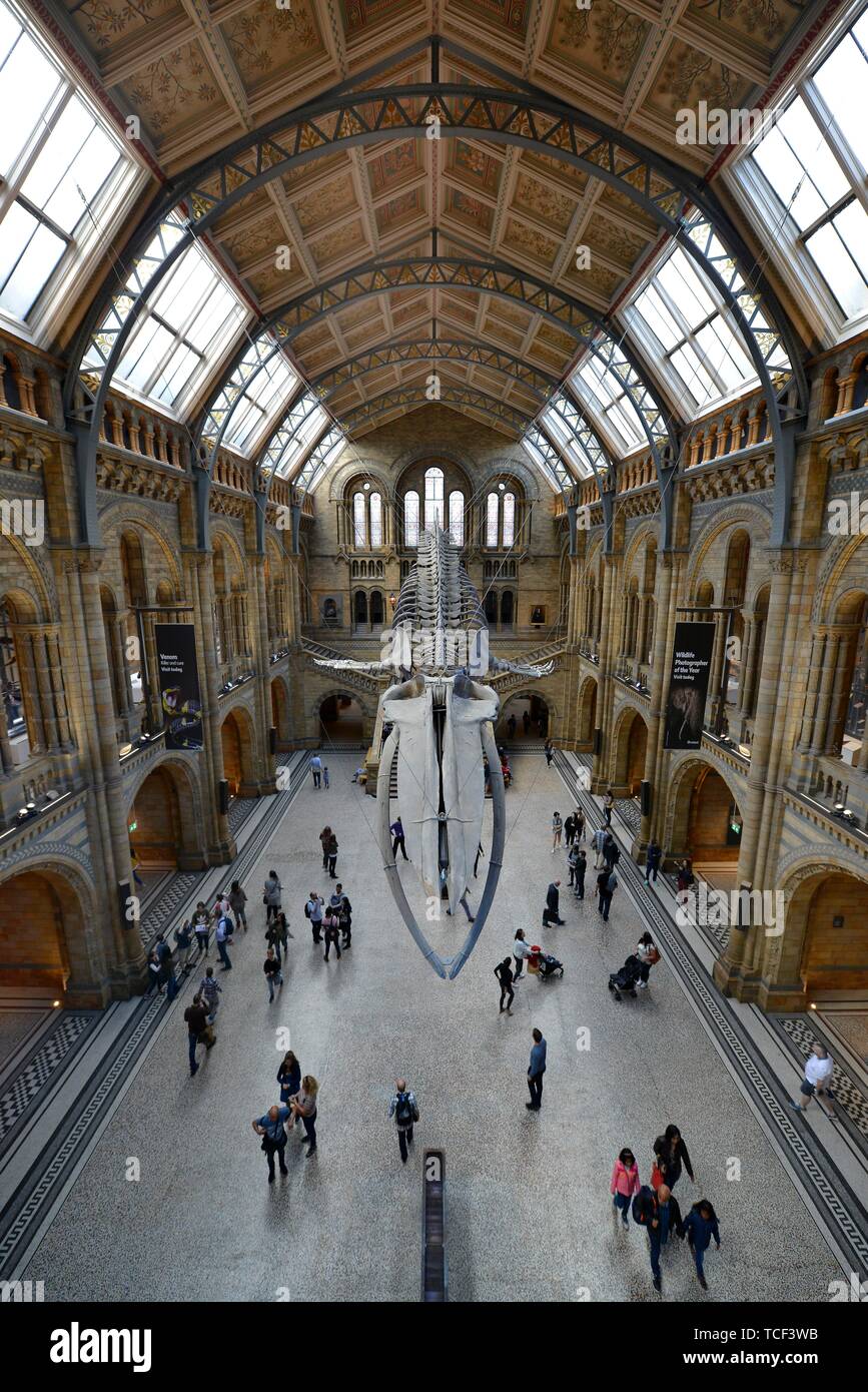 Main Hall, Natural History Museum, Kensington, London, England, Großbritannien Stockfoto