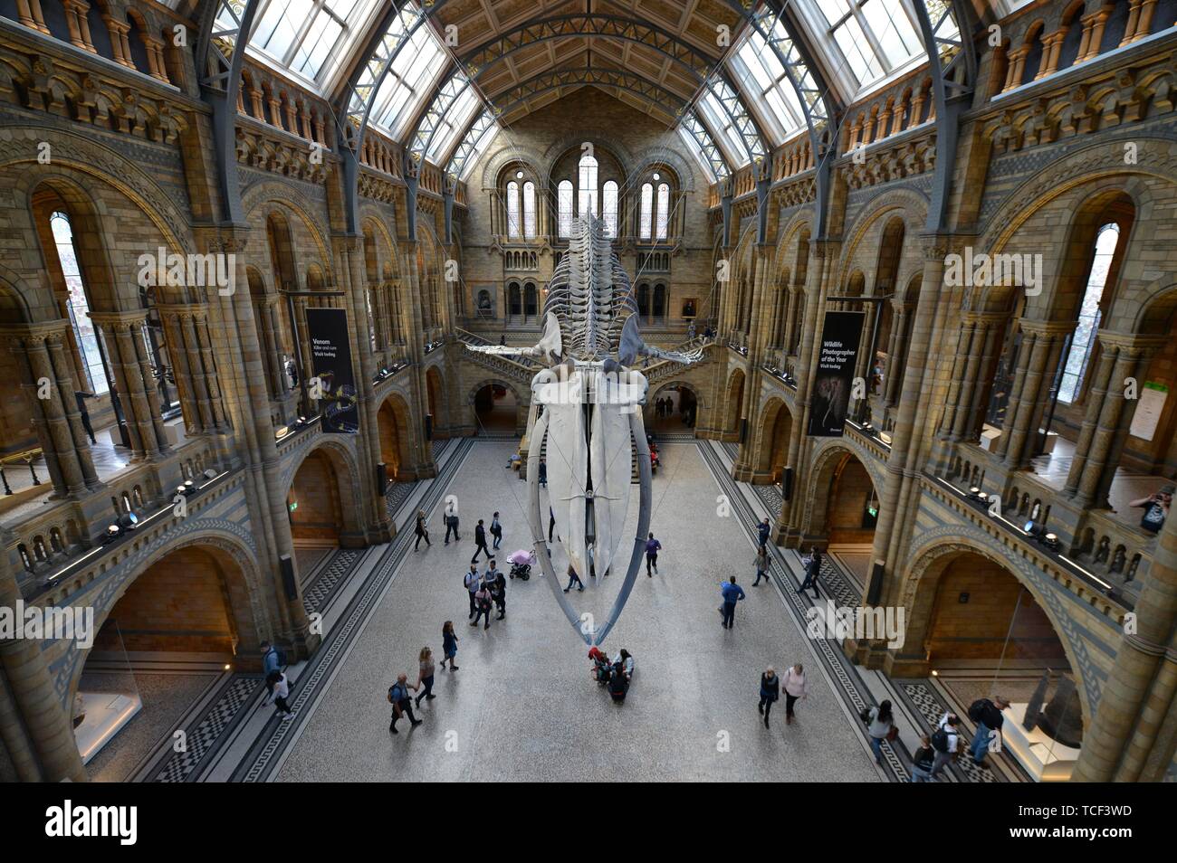 Main Hall, Natural History Museum, Kensington, London, England, Großbritannien Stockfoto