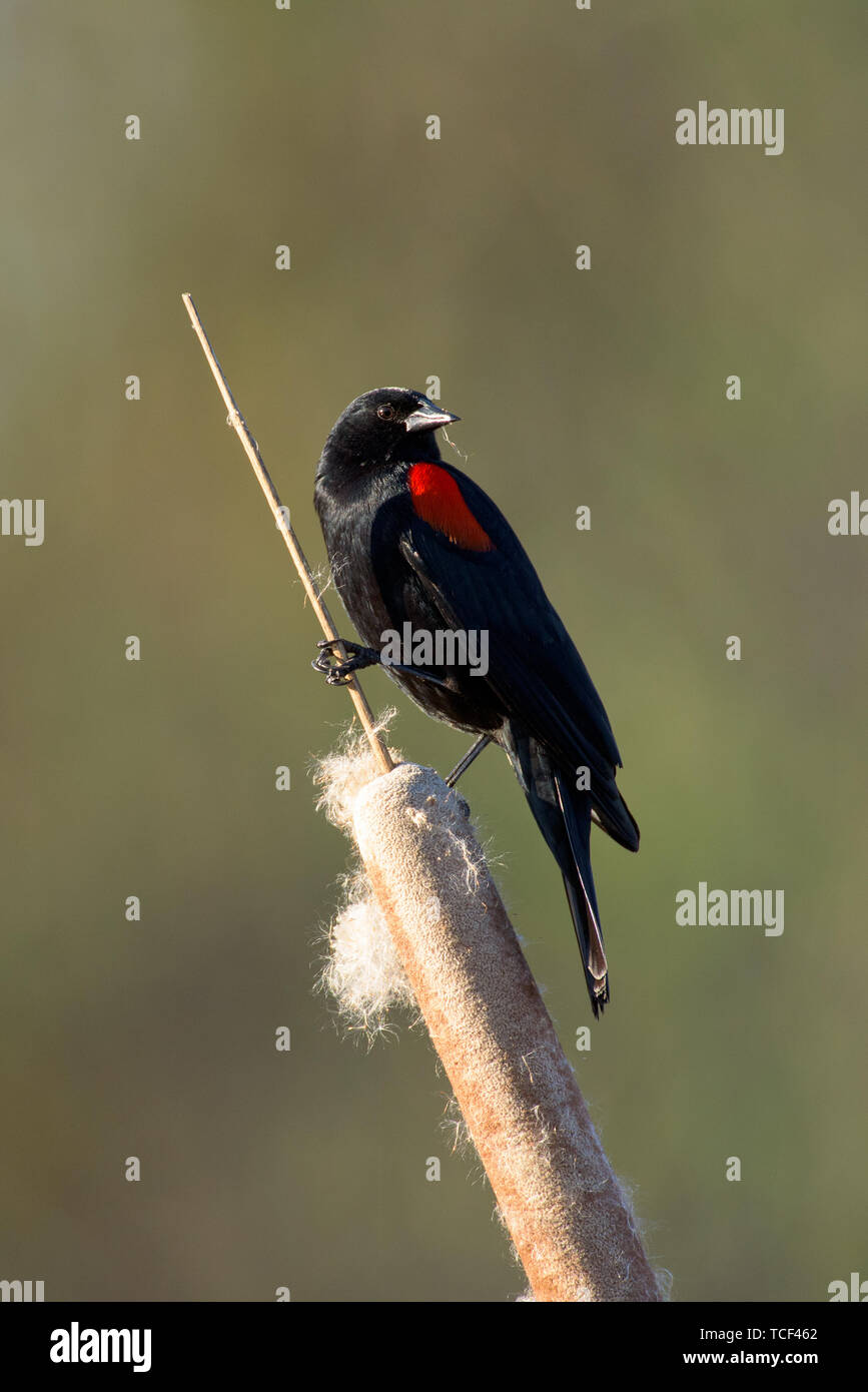 Closeup Schuß von kleinen single Red-winged blackbird sitzen auf cattail im Sonnenlicht Stockfoto