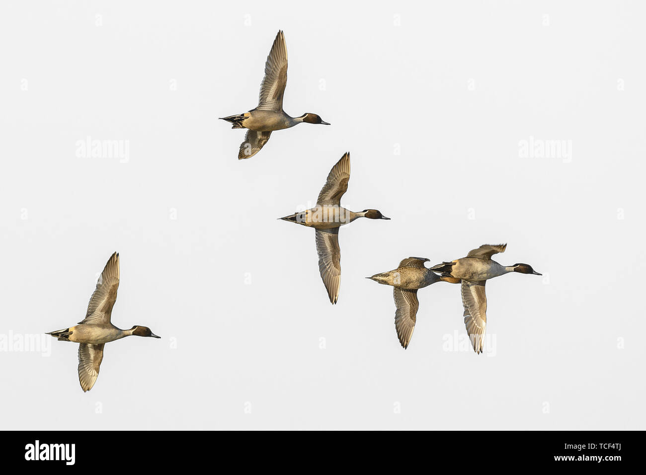 Eine kleine Herde von Pintail männlich Drake Enten im Flug Stockfoto