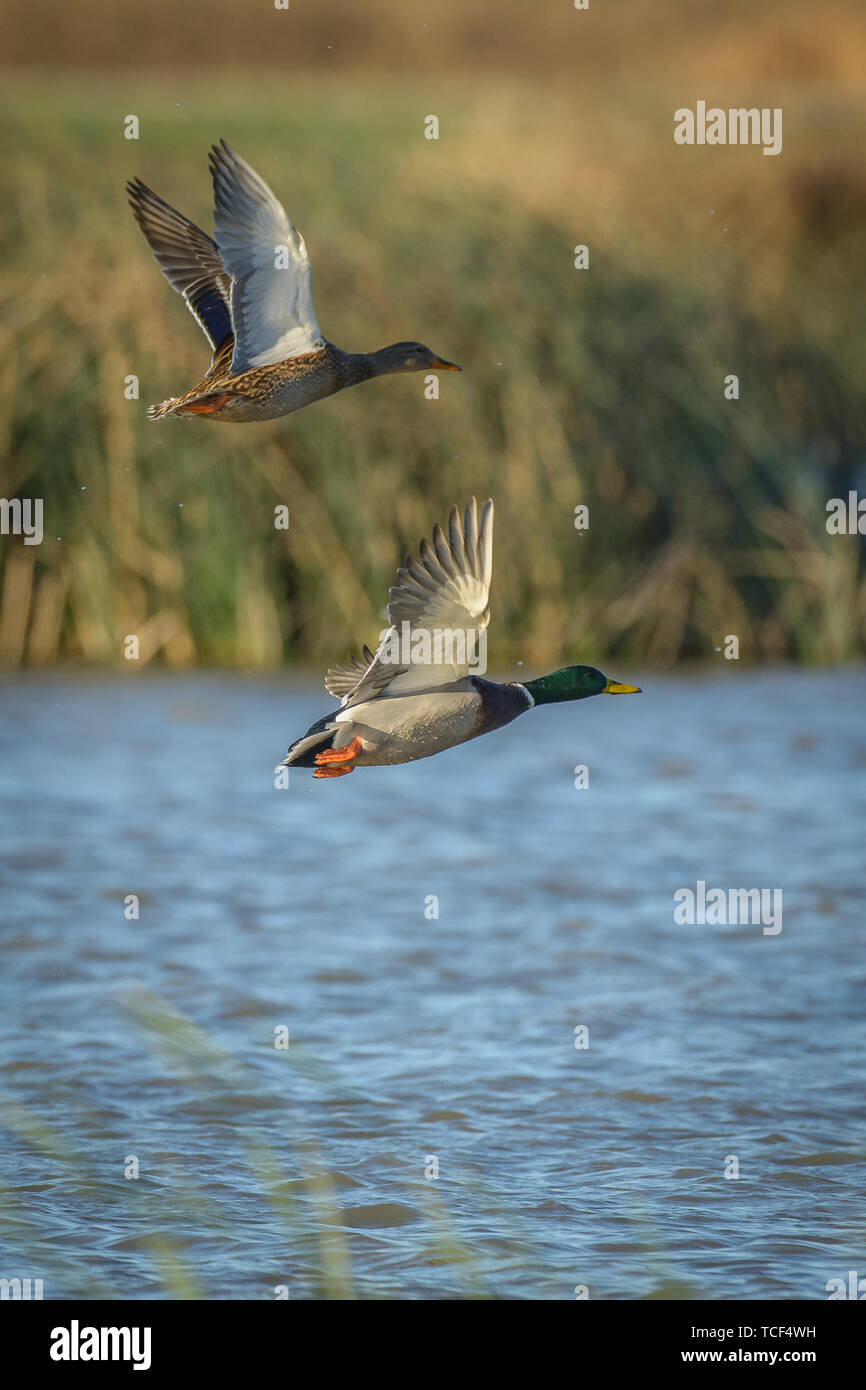 Männlich Weiblich drake Henne Stockenten fliegen über Wasser in Feuchtgebieten Stockfoto