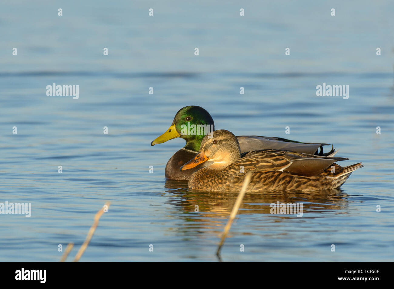 Drake männlich weiblich Henne Stockente die paarweise Zucht Paar schwimmen auf der Wasseroberfläche Stockfoto