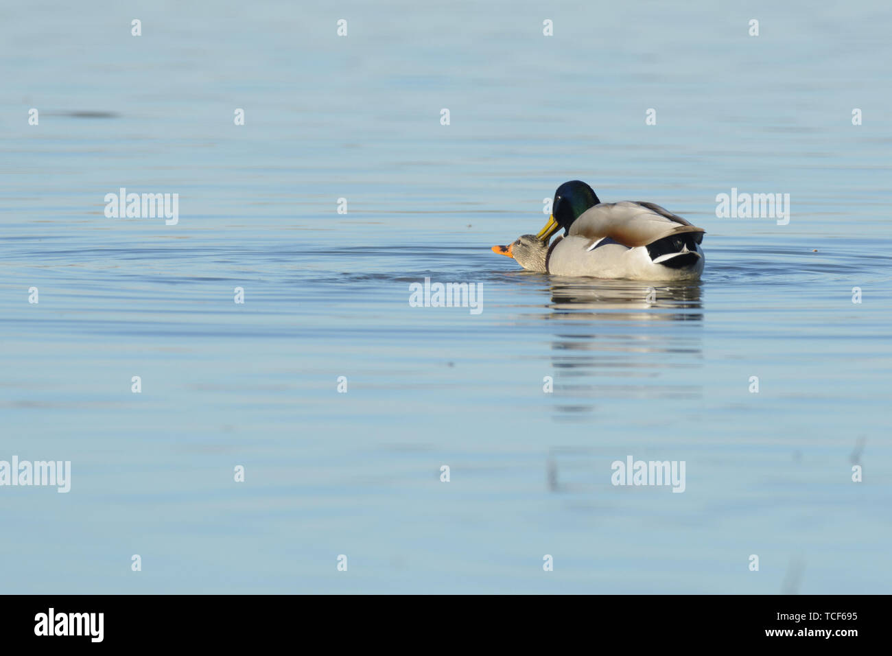 Mit dunklen grünen Kopf und grauen Körper mit schwarzen und weißen Schwanz Stockente Waschmaschine kleine Entlein im Teich mit blauen Wasser in Soft Focus Stockfoto