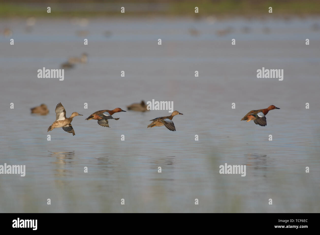 Herde von Enten fliegen Ende über See auf unscharfen Hintergrund Stockfoto
