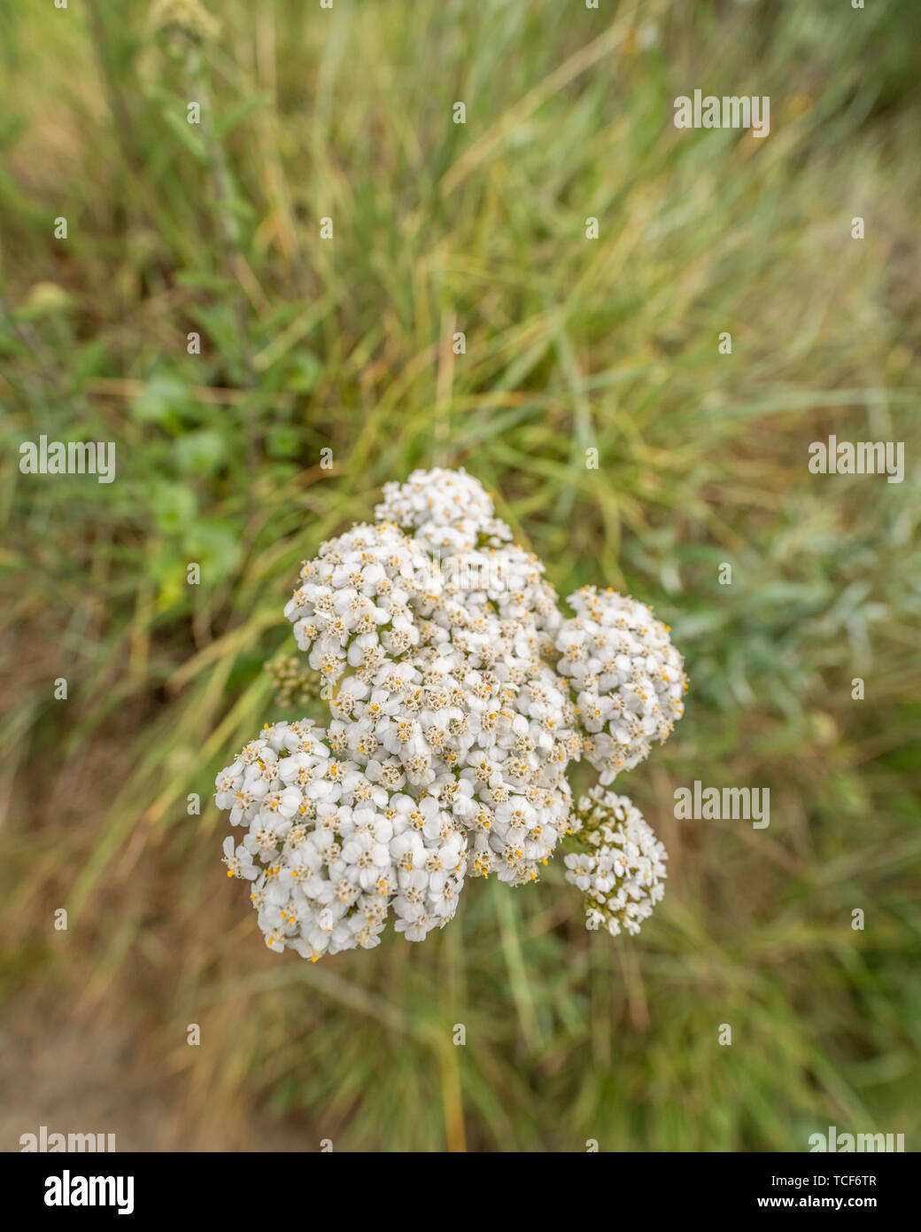 / Schafgarbe Achillea millefolium in Blüte (Juni). Auch Schafgarbe, das Werk wurde als Heilpflanze in pflanzliche Heilmittel verwendet. Stockfoto