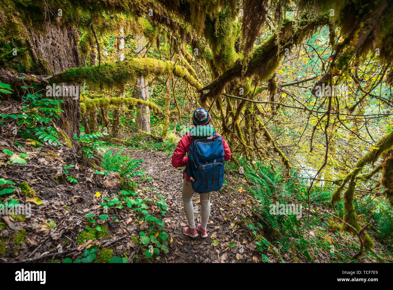 Wanderer auf Wanderweg im Regenwald, Okanogan-Wenatchee National Forest, Washington, USA, Nordamerika Stockfoto