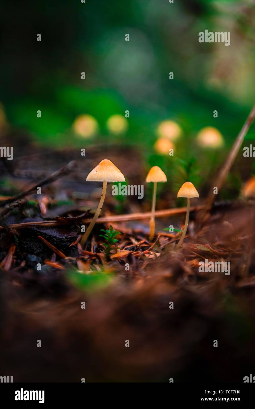 Kleine gelbe Mützen (Mycena) auf Wald, Regenwald, Mt. Baker-Snoqualmie National Forest, Washington, USA, Nordamerika Stockfoto
