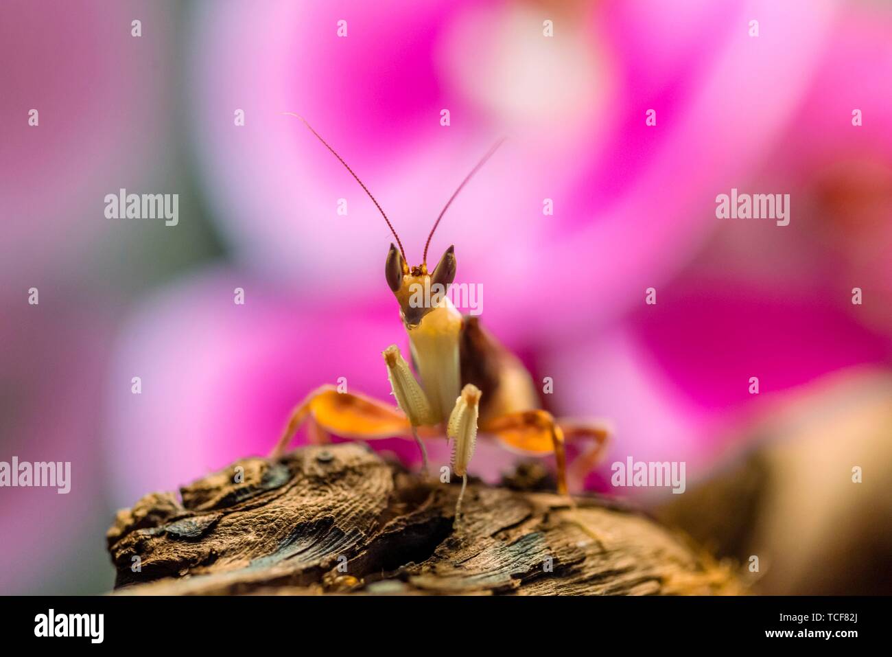 Mantis, Nymphe des Afrikanischen flower Mantis (Pseudocreobotra wahlbergii), Captive, vorkommen Afrika Stockfoto