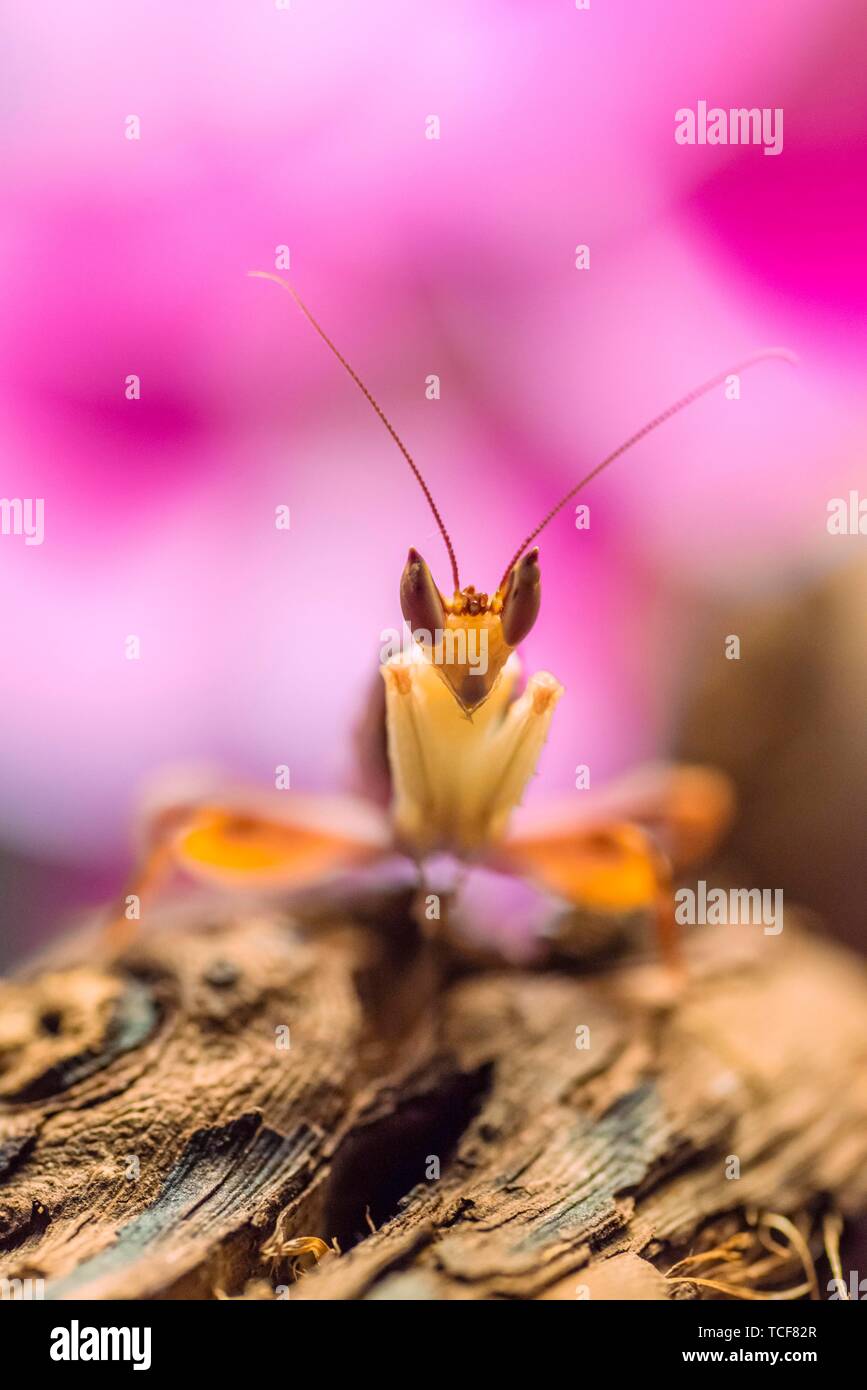 Mantis, männlich der Afrikanischen flower Mantis (Pseudocreobotra wahlbergii), Captive, vorkommen Afrika Stockfoto