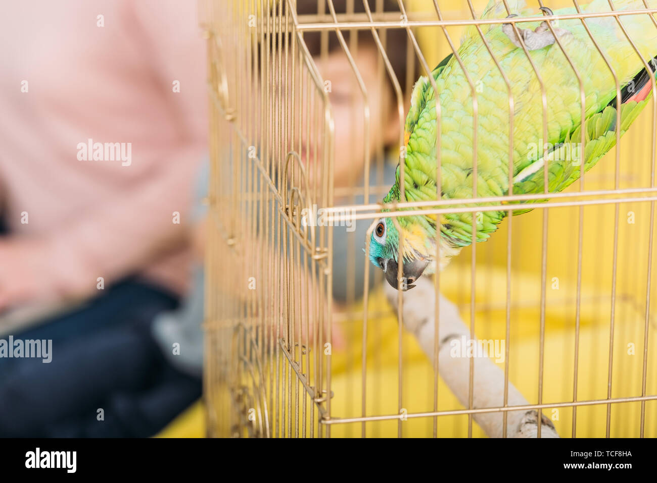 Selektiver Fokus der lustige grüne Papagei hängenden Kopf unten in Vogelkäfig Stockfoto