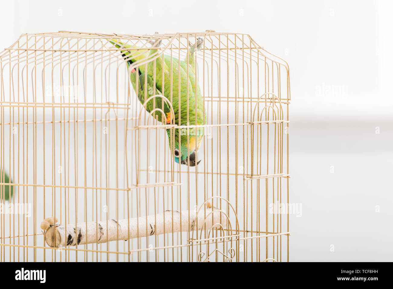 Lustig Grün Amazon Parrot hängenden Kopf unten in Vogelkäfig  Stockfotografie - Alamy