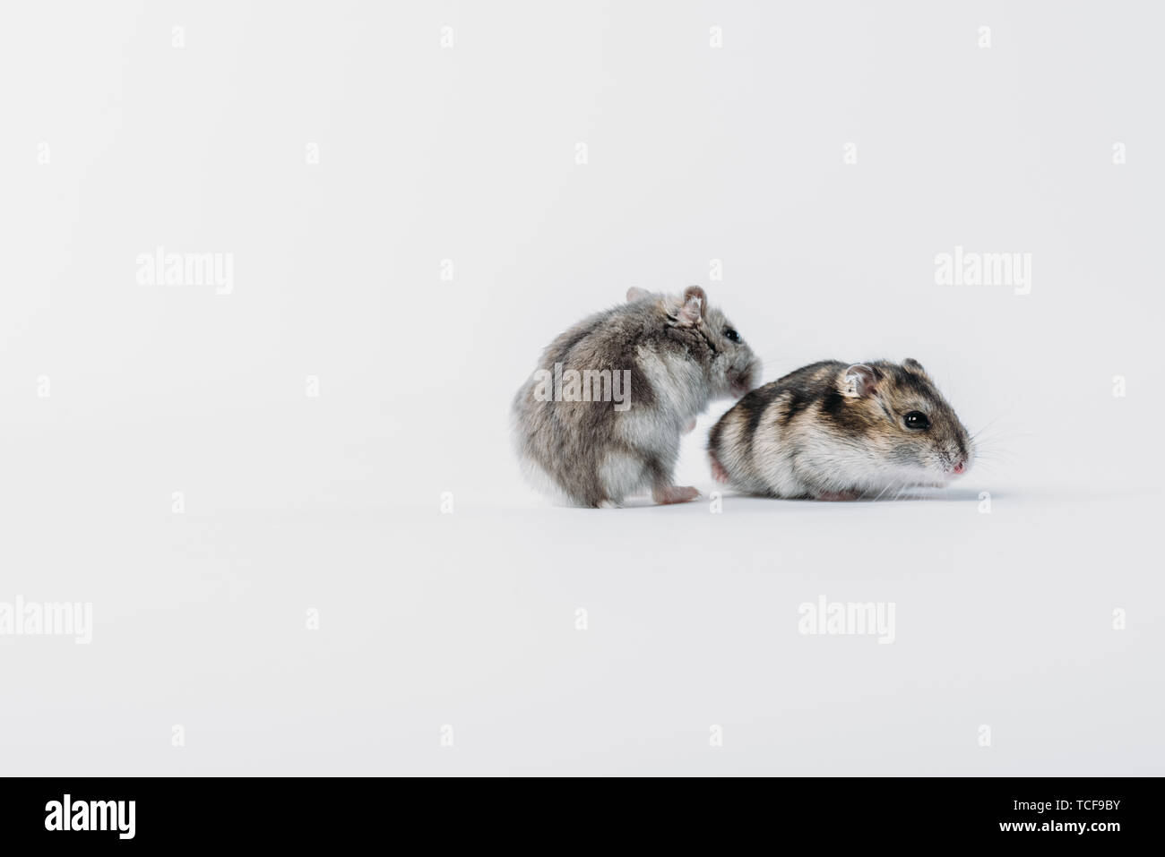 Adorable, pelzige Hamster auf grauem Hintergrund mit Kopie Raum Stockfoto