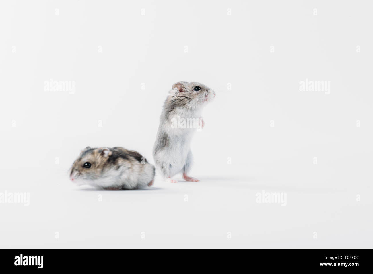 Zwei graue flauschige Hamster auf grauem Hintergrund mit Kopie Raum Stockfoto