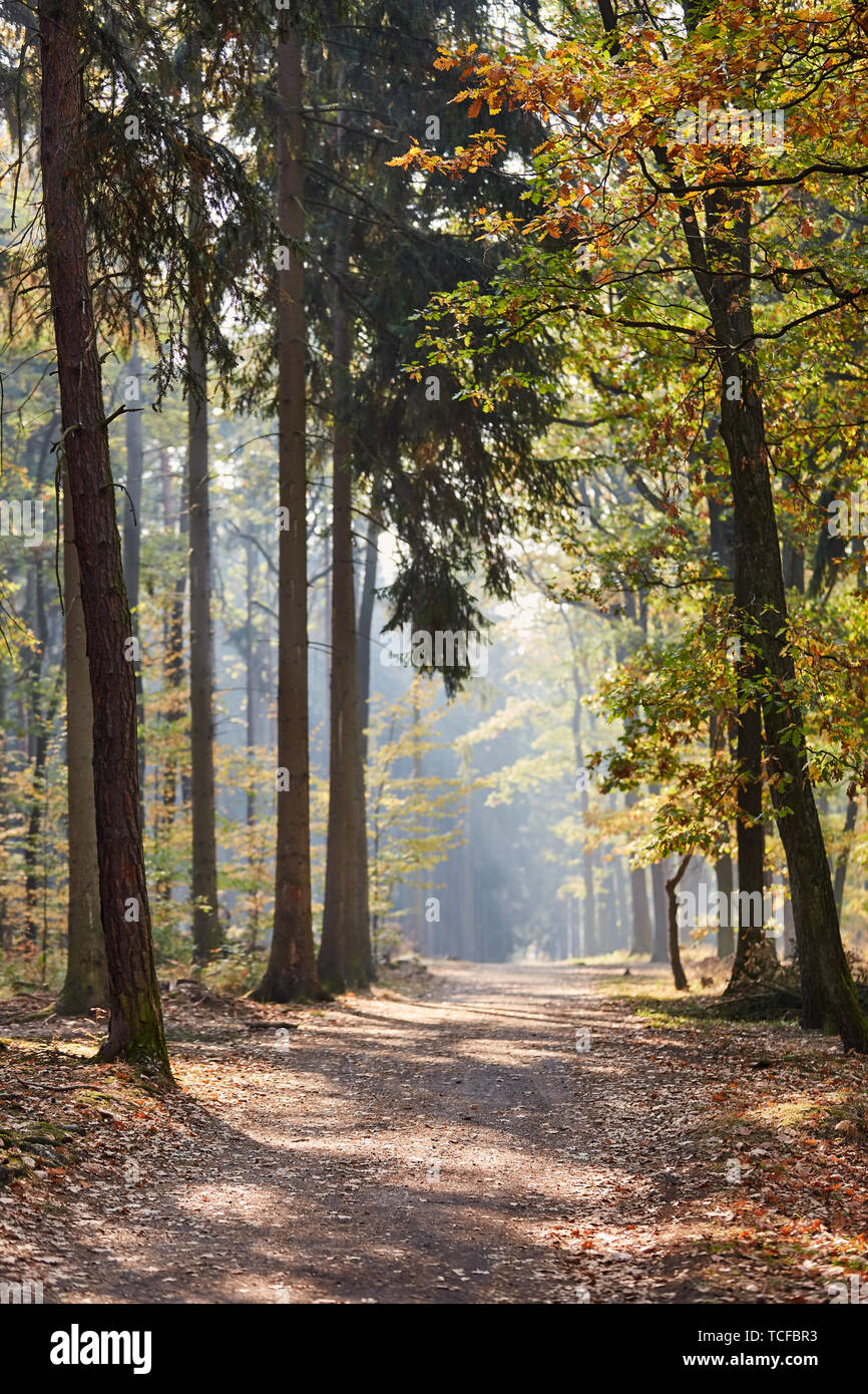 Weg durch einen Mischwald, wie die Natur und das Ökosystem in der Sonne im Herbst Stockfoto