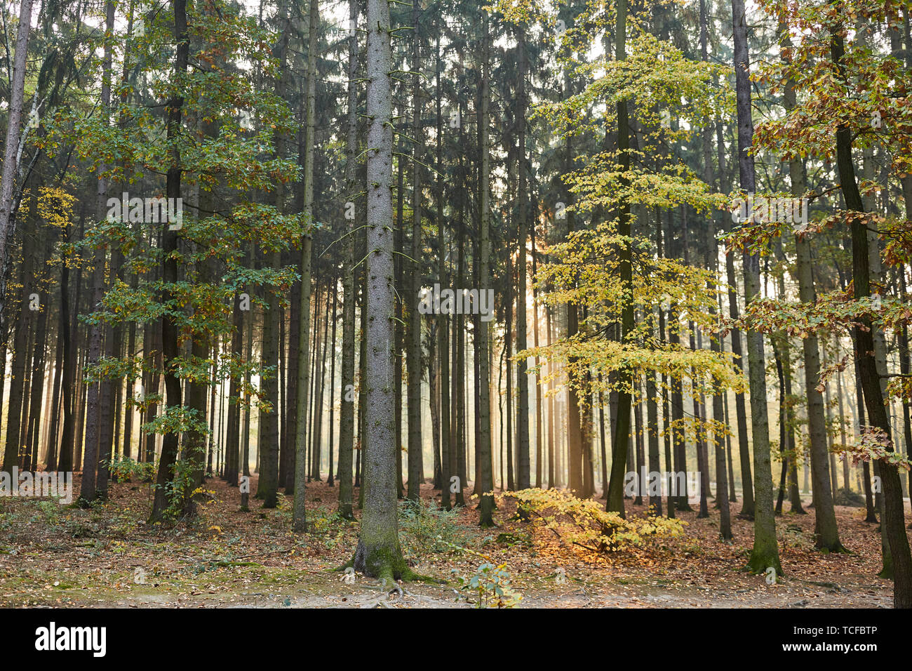 Wald im Herbst als Mischwald und Ökosystem mit Laubbäume und Nadelbäume Stockfoto
