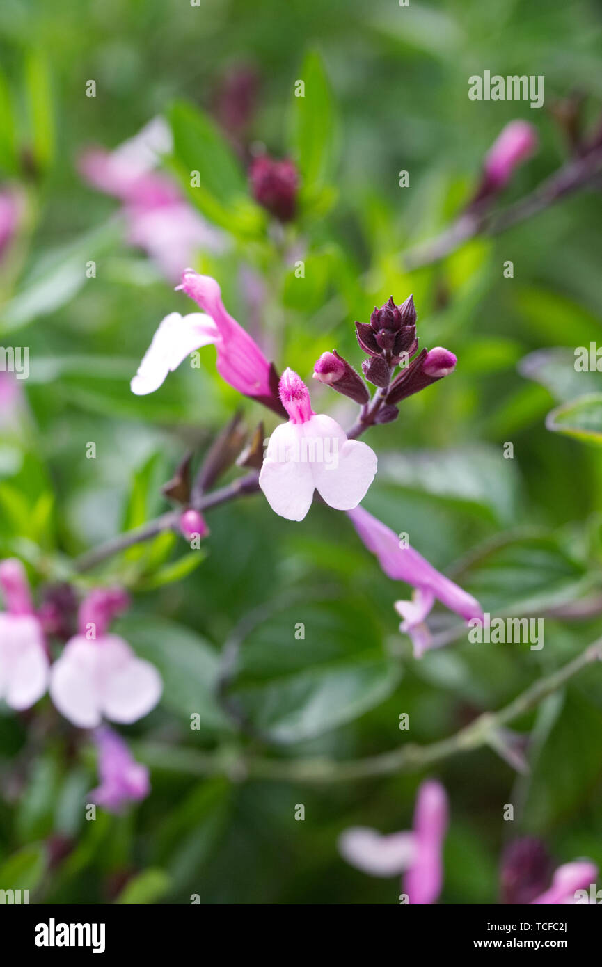 Salvia greggi 'Freude' Blumen. Stockfoto