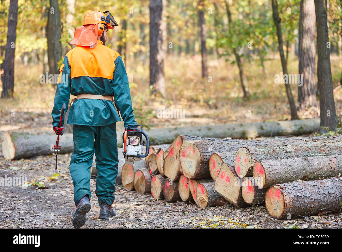 Holzhacker mit Kettensäge und gefällten Baumstämme mit roter Markierung Stockfoto