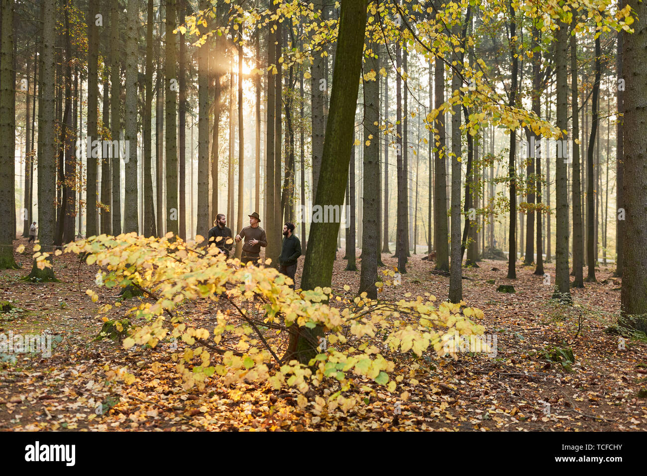 Drei Förster in der Laubwald im Herbst machen Sie einen Spaziergang oder eine Tour Stockfoto