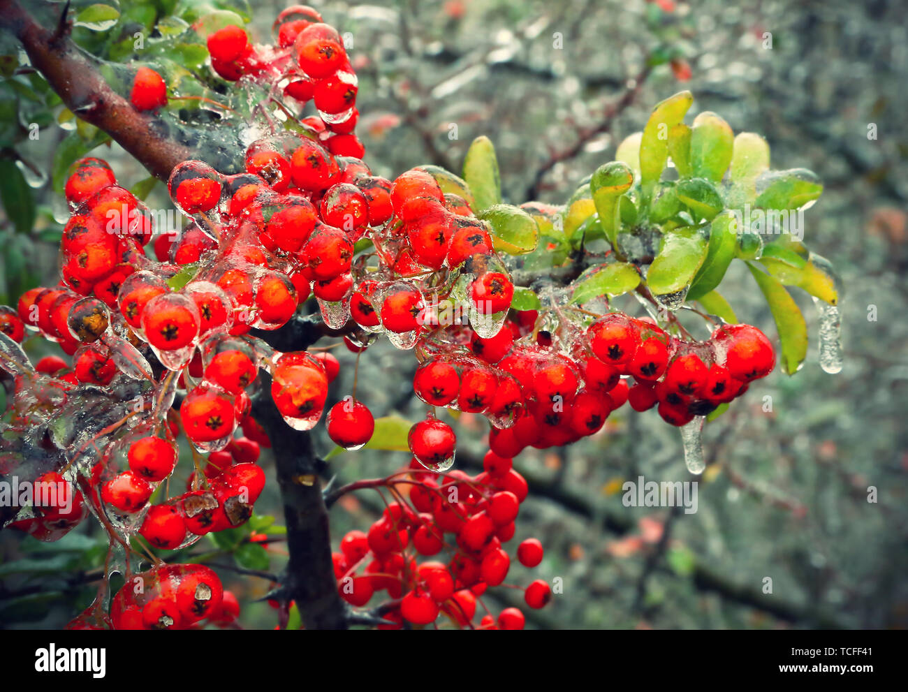 Filiale einer Bush mit hellen Beeren und grüne Blätter nach dem Einfrieren regen Stockfoto