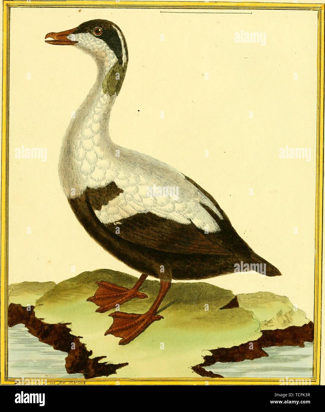 Eingravierte Zeichnung der Gemeinsamen Eiderente (Somateria Mollissima), aus dem Buch "Planches Enluminees Dhistoire naturelle" von Francois Nicolas, Louis Jean Marie Daubenton und Edme-Louis Daubenton, 1765. Mit freundlicher Genehmigung Internet Archive. () Stockfoto