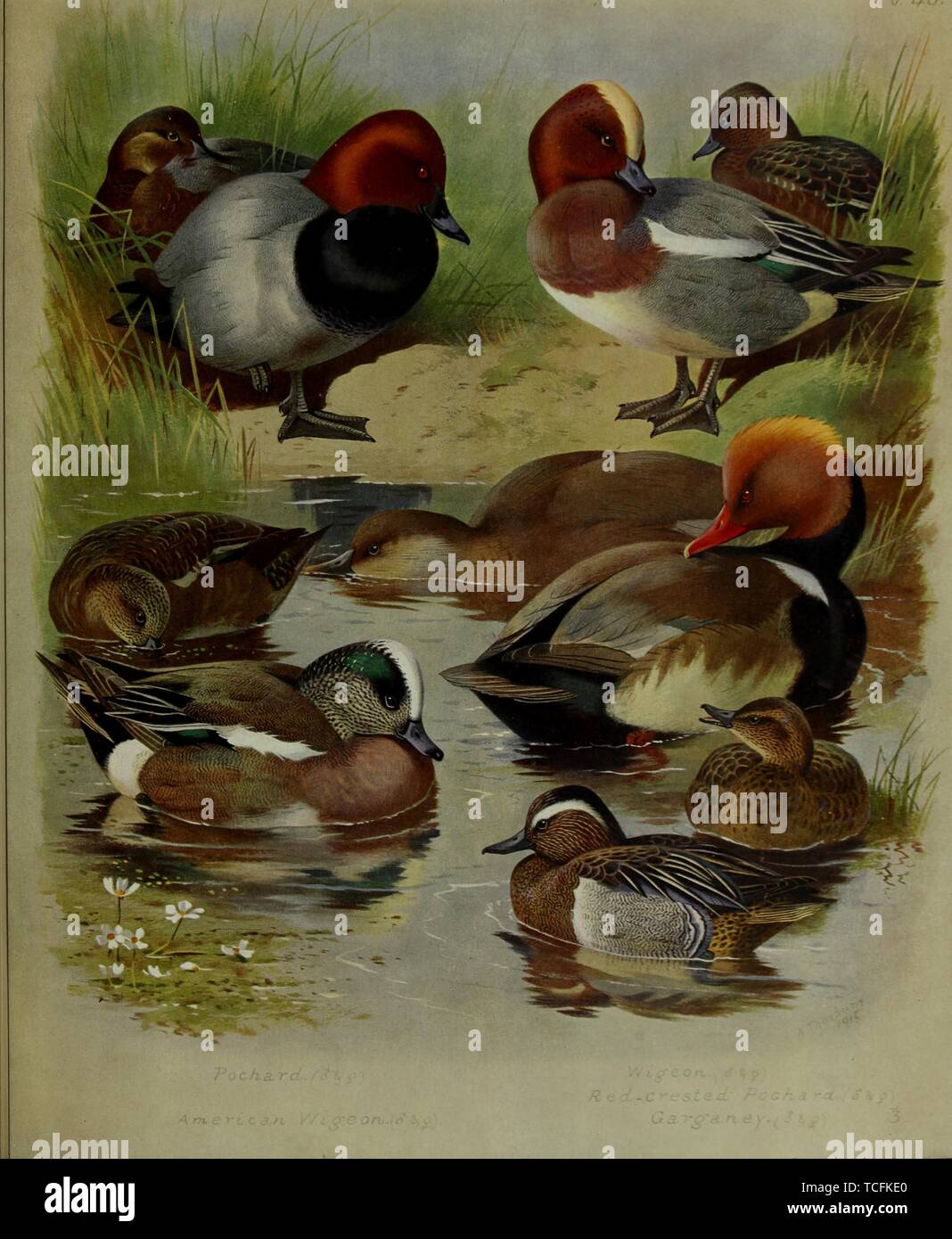 Eingravierte Zeichnung des britischen Enten, Gemeinsame (pochard Aythya ferina), Pfeifente (Mareca americana), Pfeifente (Mareca penelope), Kolbenente (Netta rufina) und Krickente (Spachtel querquedula) vom Britischen Vögel das Buch'' von Archibald Thorburn, 1915. Mit freundlicher Genehmigung Internet Archive. () Stockfoto