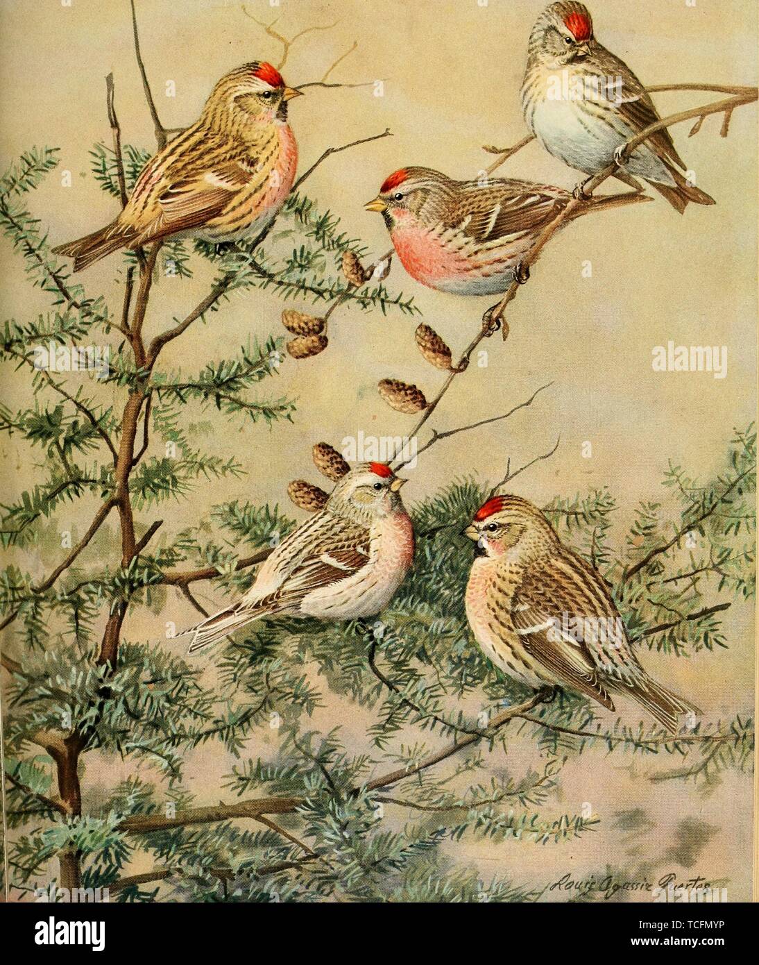 Eingravierte Zeichnungen des Redpolls, Common Redpoll (Acanthis flammea), Arktis Redpoll (Acanthis hornemanni), Hoary Redpoll (Acanthis hornemanni) und größer Redpoll (Acanthis flammea rostrata), aus dem Buch "Vögel von Massachusetts und anderen Neu-England-Staaten" von Edward Howe Forbush, 1925. Mit freundlicher Genehmigung Internet Archive. () Stockfoto