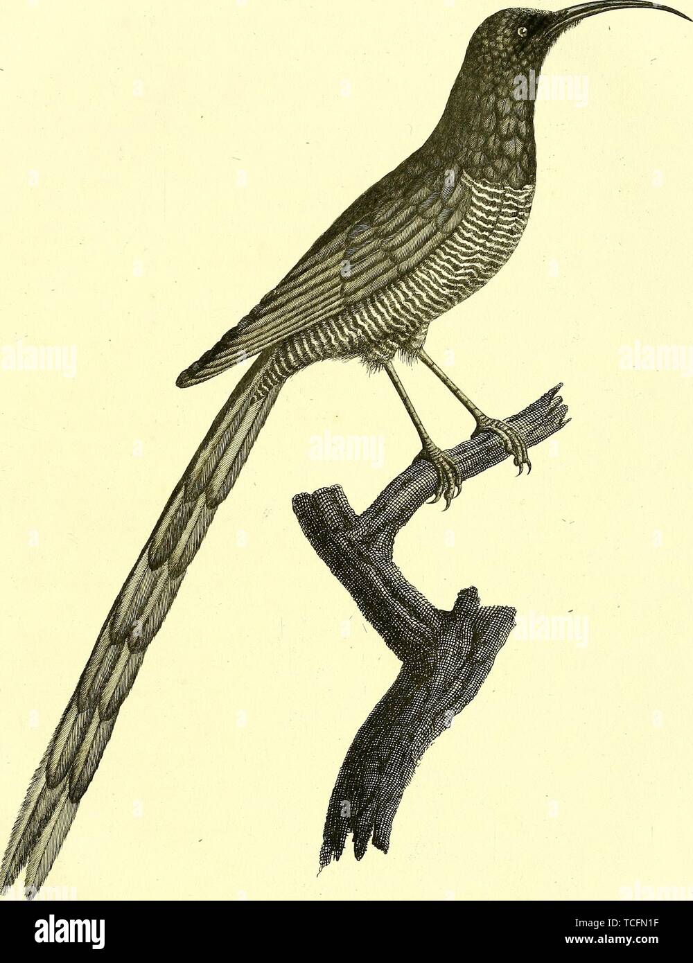 Zeichnung des Red-billed Promerops eingraviert, aus dem Buch "Oiseaux dores ou ein reflets metalliques' von Jean Baptiste Audebert, 1825. Mit freundlicher Genehmigung Internet Archive. () Stockfoto