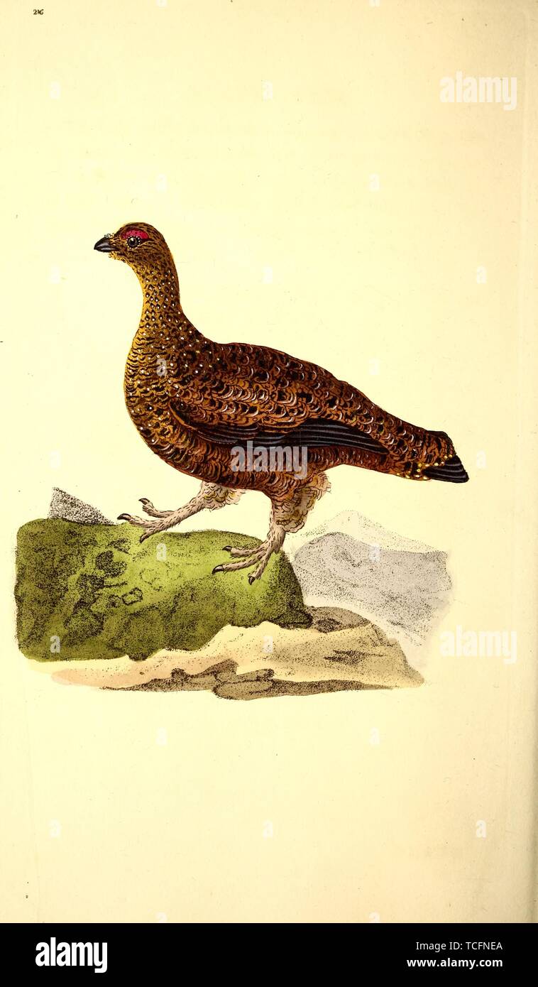 Eingravierte Zeichnung der Moorschneehuhn (Lagopus scotica), aus dem Buch "Die natürliche Geschichte der British Birds" von Edward Donovan, 1794. Mit freundlicher Genehmigung Internet Archive. () Stockfoto