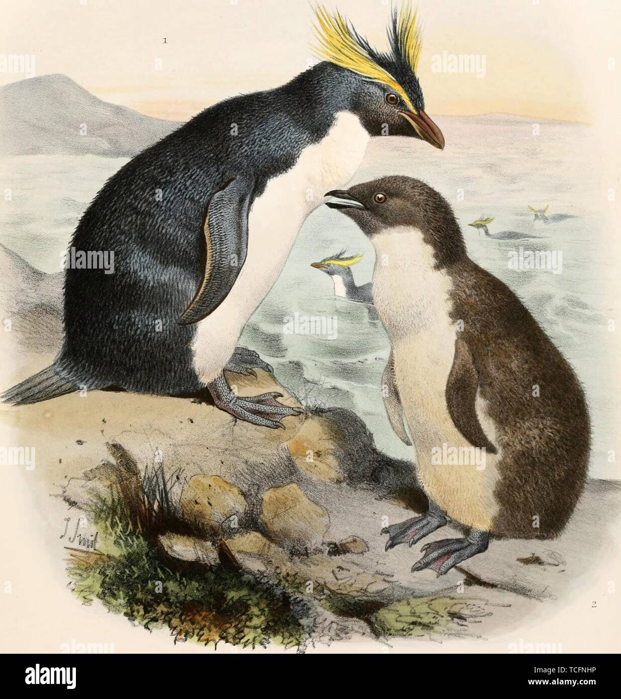Eingravierte Zeichnung des Südlichen Rockhopper Penguin Group (Eudyptes chrysocome), aus dem Buch "Die Reise von Christopher S, 1881. Challenger" von Charles Wyville Thomson. Mit freundlicher Genehmigung Internet Archive. () Stockfoto